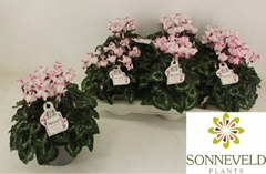 Cyclamen Persicum Absolu De Morel 13Ø 27cm