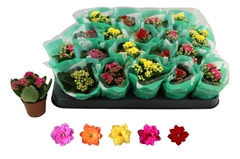 Kalanchoe Double Rosaline Mix 6Ø 12cm