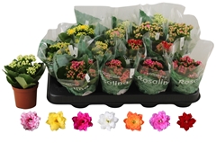 Kalanchoe Double Rosaline Mix 7Ø 15cm