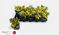 Euonymus Japonicus Marieke 9Ø 10cm
