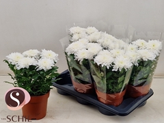 Chrysanth Supernova White 17Ø 35cm