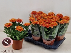 Chrysanth Durango 17Ø 35cm