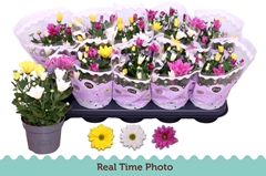 Chrysanth Mix 12Ø 25cm