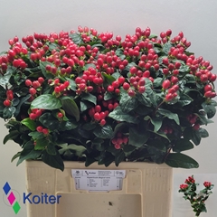 Hypericum Magical Impression 60cm