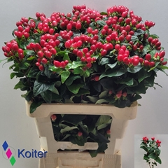 Hypericum Magical Impression 60cm