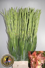 Gladiolus Careless 105cm 200gr.