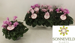Cyclamen Petit Moulin 13Ø 27cm