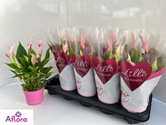 Anthurium Lilli 10Ø 28cm