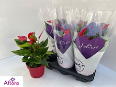 Anthurium Banderola Roja 14Ø 30cm