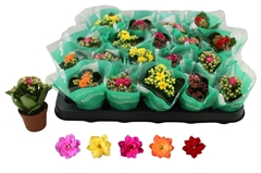 Kalanchoe Double Rosaline Mix 6Ø 12cm