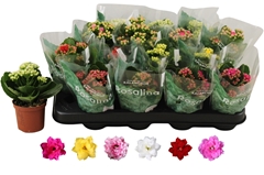Kalanchoe Double Rosaline Mix 7Ø 15cm