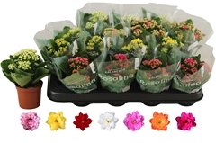 Kalanchoe Double Rosaline Mix 7Ø 15cm