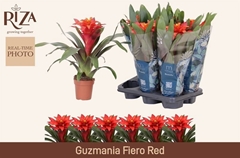 Guzmania Fiero Red 12Ø 45cm