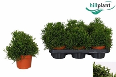 Hatiora 12Ø 15cm