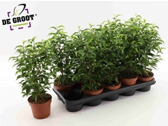 Ficus Benjamina Natasja 12Ø 35cm