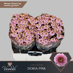 Chrysanth Santini Doria Pink 55cm