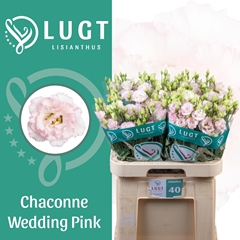 Eustoma Double Chaconne Wedding Pink 70cm