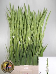 Gladiolus Nova Zembla 110cm 140gr.
