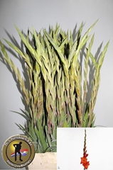 Gladiolus Live Oak 110cm 160gr.