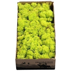 Icelandic Reindeer Moss Spring Green