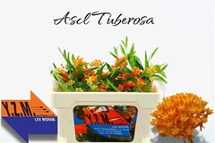 Asclepias Tuberosa 40cm
