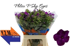 Phlox Sky Eyes 60cm
