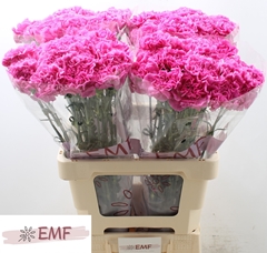 Dianthus Single Farida 65cm