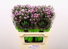 Aster Teeny Tiny Pink 80cm 30gr.