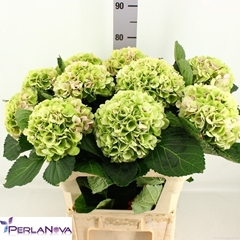 Hydrangea Matcha Classic 80cm 17-19cm Hd