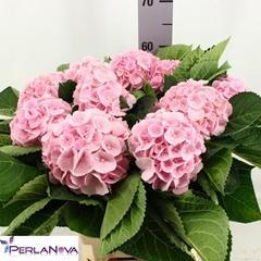 Hydrangea Matcha 60cm 12-14cm Hd