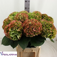 Hydrangea My Beautiful Heaven Classic 80cm 20-22cm Hd