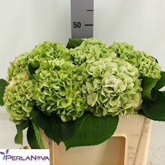 Hydrangea Matcha Classic 50cm 14-16cm Hd