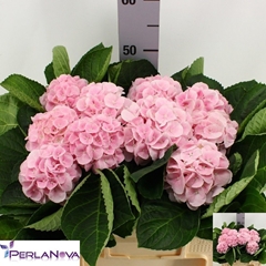 Hydrangea Matcha 50cm 10-12cm Hd