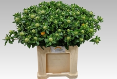 Carthamus Zanzibar 60cm