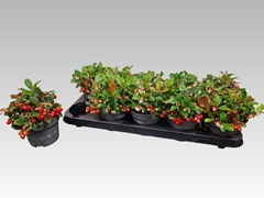 Gaultheria Big Berry 12Ø 15cm