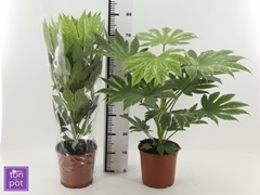 Fatsia Variegata 21Ø 70cm