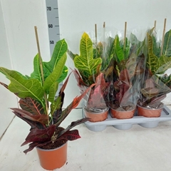 Codiaeum Big Leaf Excellent 17Ø 45cm