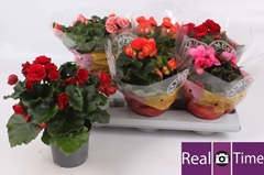 Begonia Double Mix 13Ø 30cm