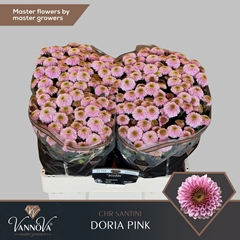 Chrysanth Santini Doria Pink 55cm