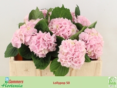 Hydrangea Lolly Pop Pink 50cm 11-13cm Hd