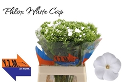 Phlox Whitecap 60cm