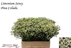 Limonium Sinense Sensi Piña Colada 60cm 20gr.