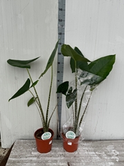 Alocasia Zebrina 21Ø 110cm