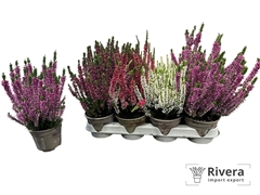 Calluna Garden Girls Mix 10Ø 20cm