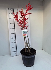 Ilex Verticillata 26Ø 90cm