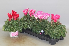 Cyclamen Super Serie Xl 13Ø 30cm