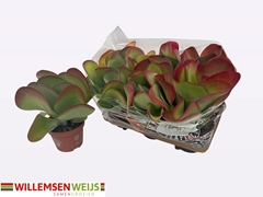 Kalanchoe Thyrsiflora 13Ø 27cm