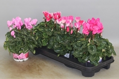 Cyclamen Super Serie Xl 13Ø 30cm