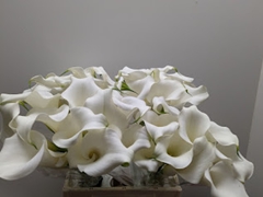 Zantedeschia Pure Art 40cm