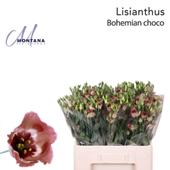 Eustoma Single Bohemian Choco 45cm